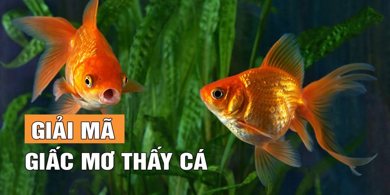 Lý giải ý nghĩa chuẩn xác nhất khi nằm mơ thấy cá