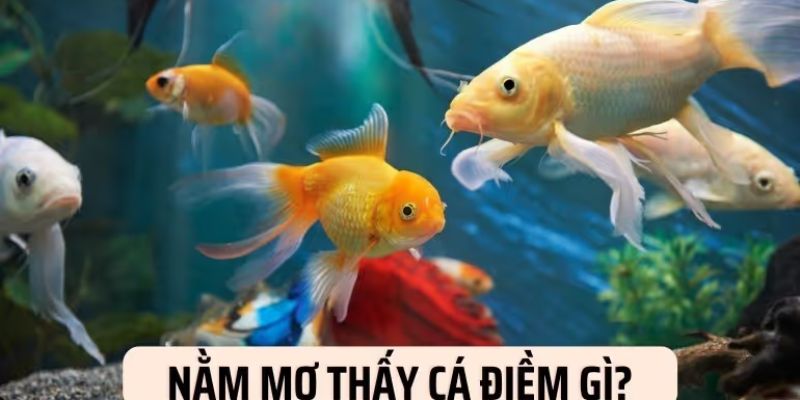 Nằm mơ thấy cá mang đến ý nghĩa gì cho người gặp chiêm bao