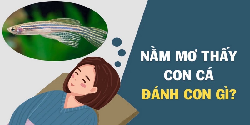 Tổng hợp con số tài lộc cho bạn khi nằm mơ thấy cá
