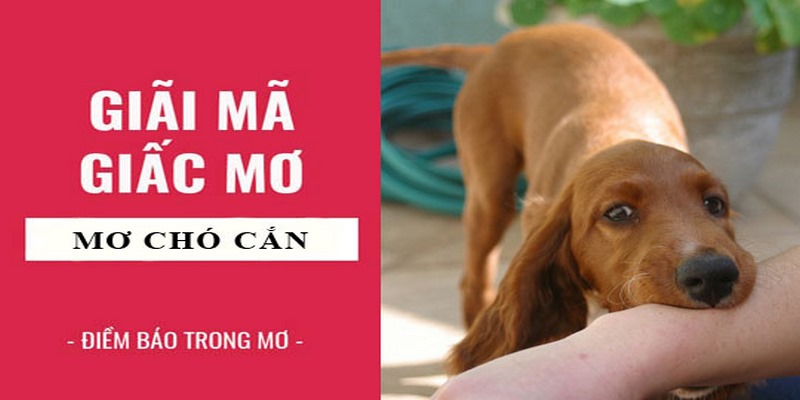 Khám phá điềm báo đằng sau việc năm mơ thấy chó cắn