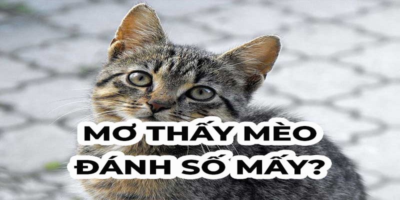 Lý giải cặp số lô đề chuẩn xác khi nằm mơ thấy mèo