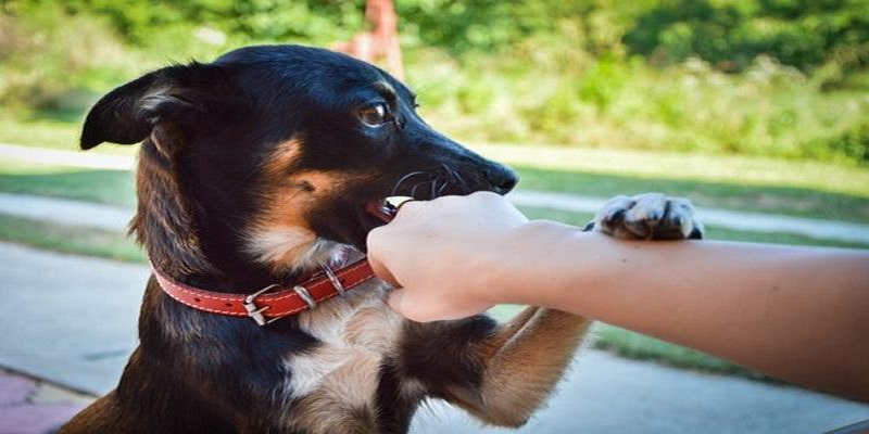 Bật mí thông điệp từ việc năm mơ thấy chó cắn người thân