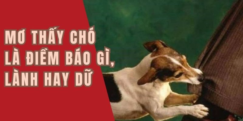 Nằm Mơ Thấy Chó - Giải Nghĩa Chi Tiết Và Dự Đoán Số May Mắn