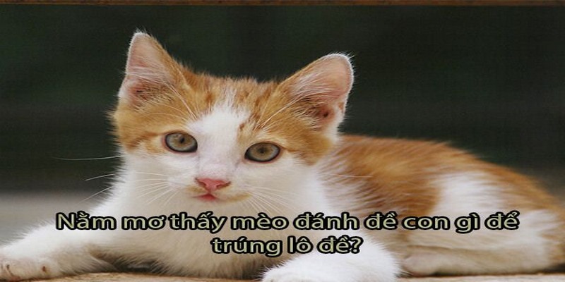 Nằm Mơ Thấy Mèo - FB88 Tiết Lộ Điềm Báo Cùng Con Số Tài Lộc