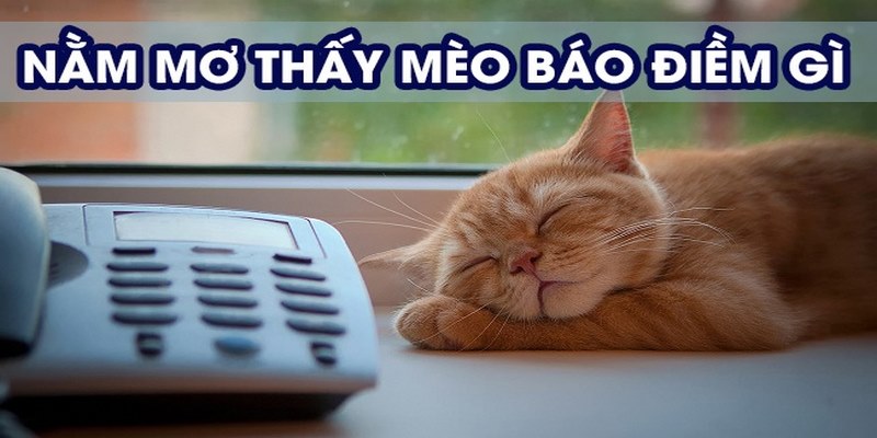 Tìm hiểu ý nghĩa sau khi bạn nằm mơ thấy mèo