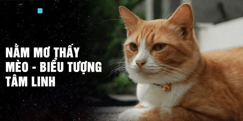 Giải mã thông điệp ẩn sau việc nằm mơ thấy mèo cam của bạn