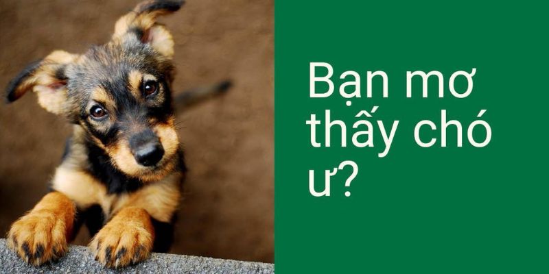Nằm mơ thấy chó có ý nghĩa tốt hay xấu - giải đáp chi tiết