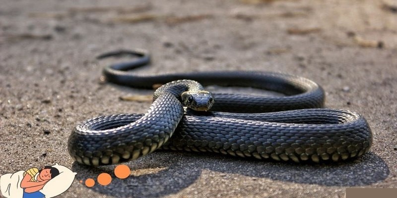 Phân tích ý nghĩa và con số may mắn khi nằm mơ thấy rắn