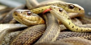 Nằm Mơ Thấy Rắn: Phân Tích Ý Nghĩa Và Số Lô Đề Cực Chuẩn