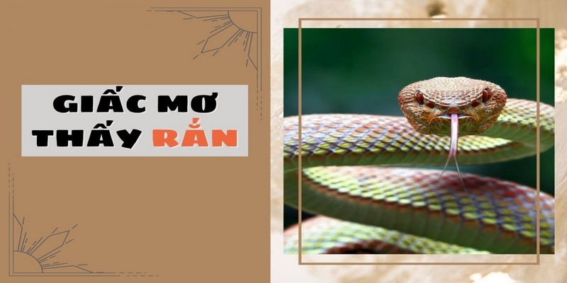 Nằm mơ thấy rắn và ý nghĩa theo quan niệm phong thủy