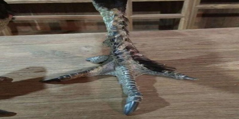 Ý nghĩa đích thực của vảy gà chọi thần kê