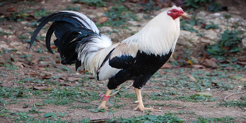Gà Mỹ giống Roundhead