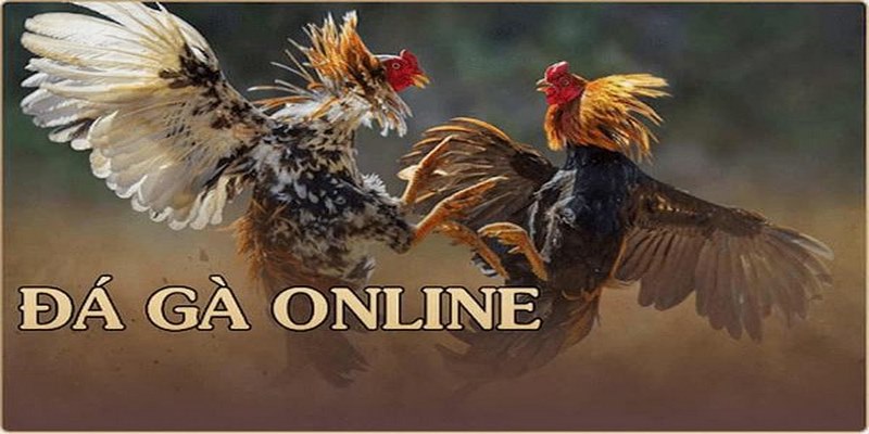 FQA - Câu hỏi về trận gà 15 tỷ