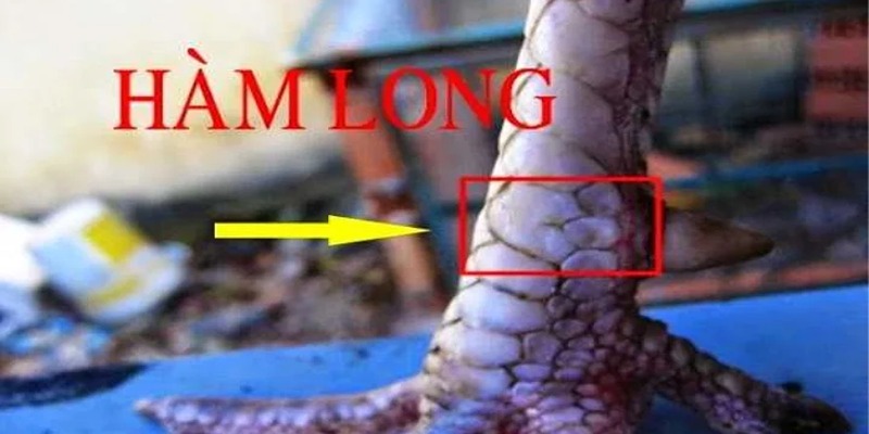 Thế nào là vảy gà chọi thần kê?