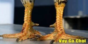 Vảy Gà Chọi Thần Kê - 5 Đặc Điểm Nhận Dạng Đơn Giản Nhất